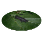 Planche À Découper Dorcus parallelipipedus, le moindre dendroctone du (Coin)