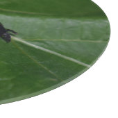 Planche À Découper Dorcus parallelipipedus, le moindre dendroctone du (Coin)