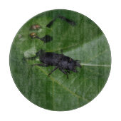 Planche À Découper Dorcus parallelipipedus, le moindre dendroctone du (Devant)