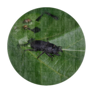 Planche À Découper Dorcus parallelipipedus, le moindre dendroctone du