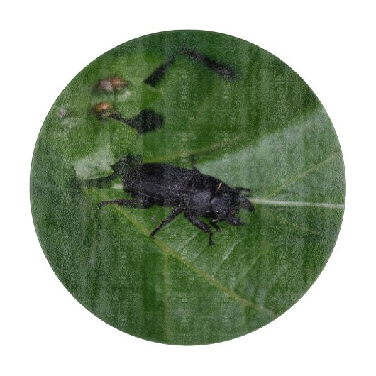 Planche À Découper Dorcus parallelipipedus, le moindre dendroctone du (Devant)