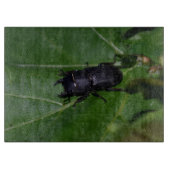 Planche À Découper Dorcus parallelipipedus, le moindre dendroctone du (Devant)