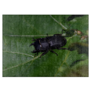 Planche À Découper Dorcus parallelipipedus, le moindre dendroctone du