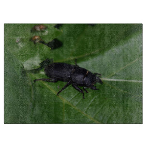 Planche À Découper Dorcus parallelipipedus, le moindre dendroctone du