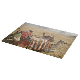 Planche À Découper Égypte, Le Caire. Chameaux au repos
