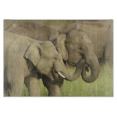 Planche À Découper Éléphants d'Asie indiens (Devant)