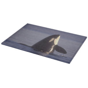 Planche À Découper Épaulard émergeant (Orque orcinus) près