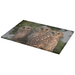 Planche À Découper États-Unis, Floride, Viera Wetlands. Trois barrés