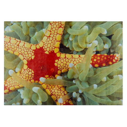 Planche À Découper Étoile de mer rouge et jaune (Devant)