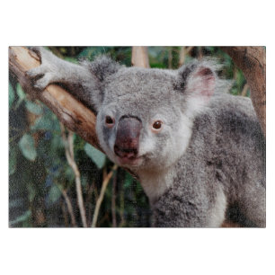 Planche À Découper Featherdale Wildlife Park, ours koalas