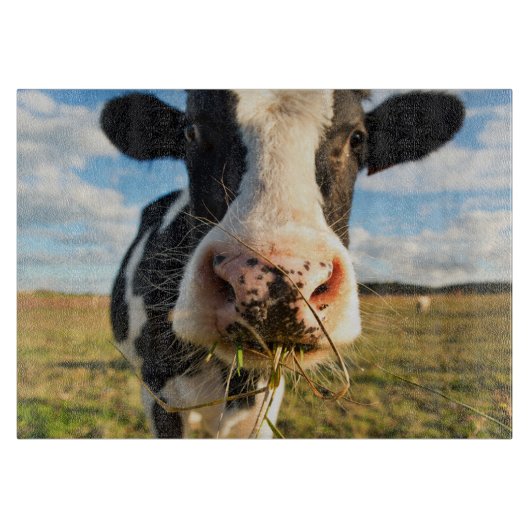 Planche À Découper Fermes | Vache Holstein Chewing (Devant)