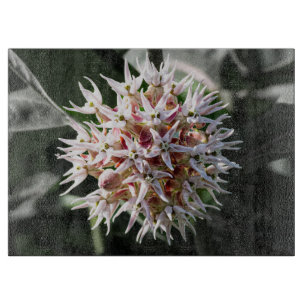 Planche À Découper Fleur de lait showy blanche, Photo de fleur sauvag