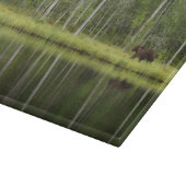Planche À Découper Forest | Bear at Taiga Forest Northern Finland (Coin)