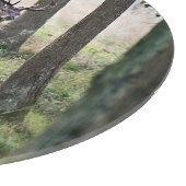 Planche À Découper Forests | Woodlands & Red Deer (Coin)