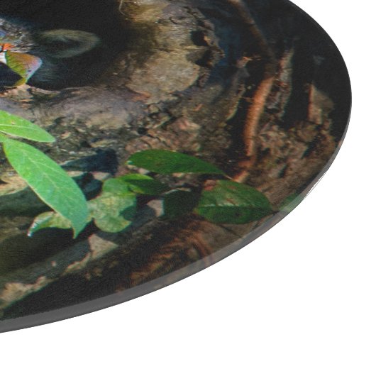 Planche À Découper Forêt | Raccoon Peeking (Coin)