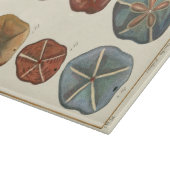 Planche À Découper Gemmes Dollars De Sable (Coin)