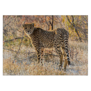 Planche À Découper Guépard regardant autour