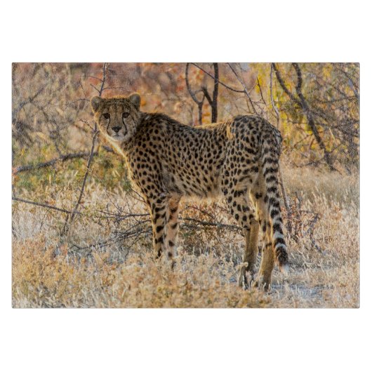 Planche À Découper Guépard regardant autour (Devant)