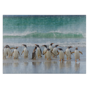 Planche À Découper Îles Falkland. Île Saunders. Gentoo