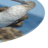 Planche À Découper Îles Galapagos, île Isabela (Coin)