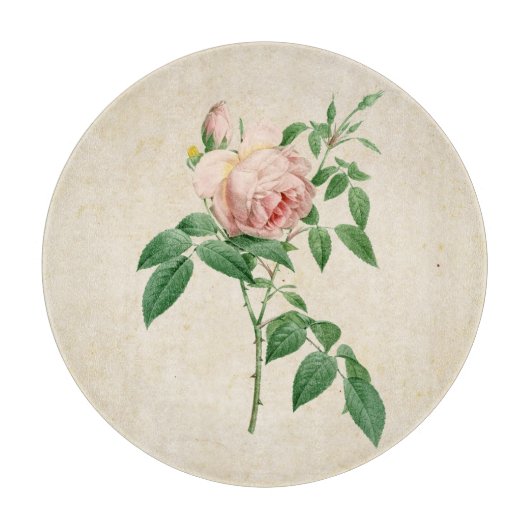 Planche À Découper Illustration botanique de Rosa indica (Devant)