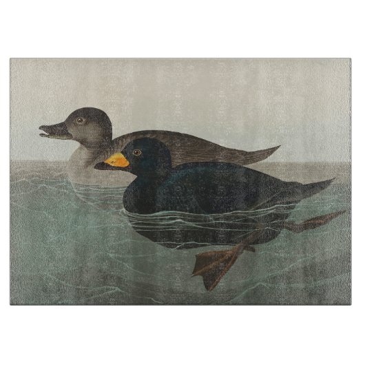 Planche À Découper Impression de Macreuse noire d'Audubon : Canard cô (Devant)