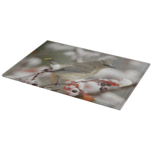 Planche À Découper Jaseur d'Amérique adulte sur aubépine avec neige