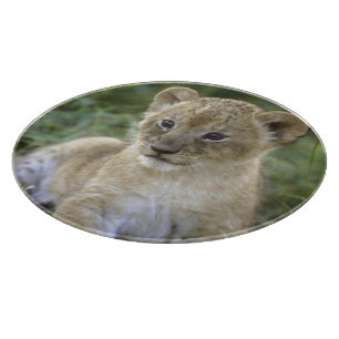 Planche À Découper lion d'Afrique, Panthera leo), Tanzanie,