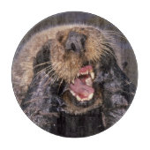 Planche À Découper Loutres de mer, Enhydra lutris 6 (Devant)