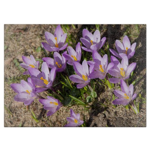 Planche À Découper Mignons crocus de printemps (Devant)