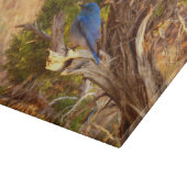 Planche À Découper Mountain Bluebird at Arches National Park (Coin)