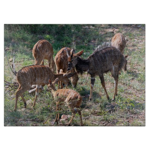 Planche À Découper Nyala dans les prairies – Moment de faune (Devant)