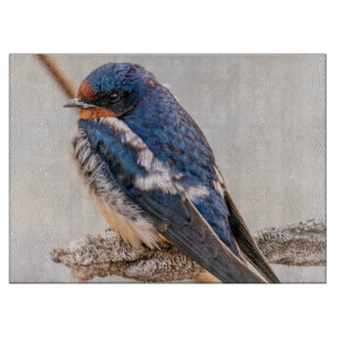Planche À Découper Oiseau bleu, Hirondelle de grange, Photographie ca