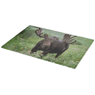 Planche À Découper Orignal mâle (Alces alces) dans les fleurs sauvage