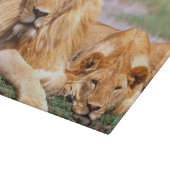 Planche À Découper Paire de lions africains, Panthera leo, Tanzanie (Coin)