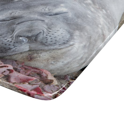 Planche À Découper Phoque d'éléphant dormant (Coin)