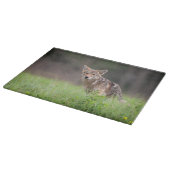 Planche À Découper Photographie Coyote Brown, sur un terrain (Coin)