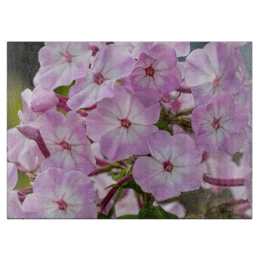 Planche À Découper Photographie de Phlox, Fleur rose (Devant)
