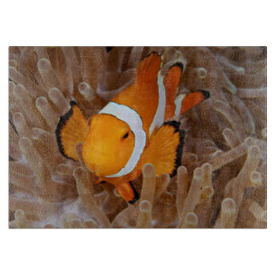 Planche À Découper Poisson clown - Molokai, falaise de la côte nord