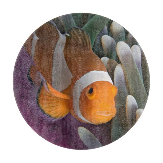Planche À Découper Poisson clown occidental (Devant)