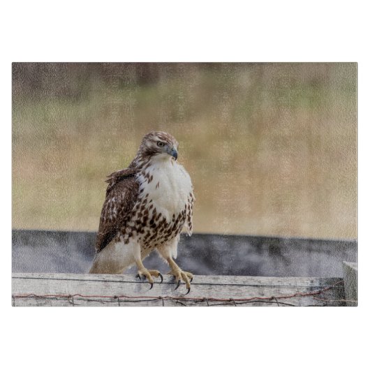 Planche À Découper Portrait d'un faucon coupé la queue par rouge non (Devant)