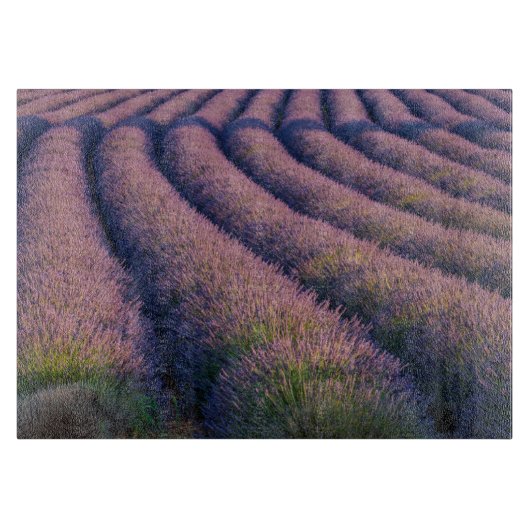 Planche À Découper Rangées de lavande en Provence (Devant)