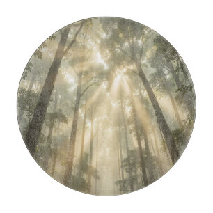 Planche À Découper Rayons dorés du soleil à travers de grands arbres 