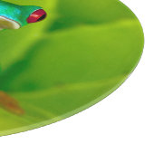 Planche À Découper Red-eyed tree frog, Costa Rica (Coin)