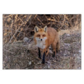 Planche À Découper Red Fox de près et personnel (Devant)