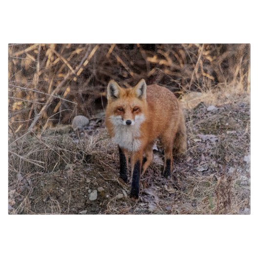 Planche À Découper Red Fox de près et personnel (Devant)