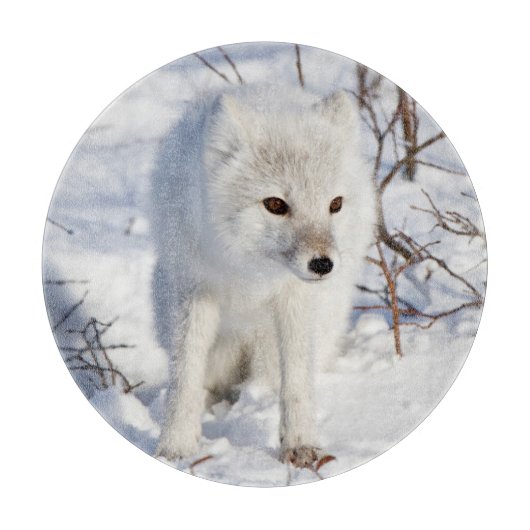 Planche À Découper Renard Arctique, Zone de gestion de la faune de Ch (Devant)
