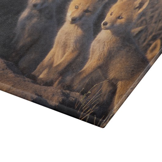 Planche À Découper renard rouge, Vulpes vulpes, kits (Coin)