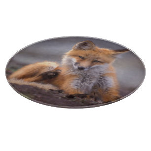 Planche À Découper renard roux, Vulpes vulpes, petit se grattant,