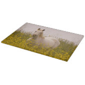 Planche À Découper Ressort (Coin)